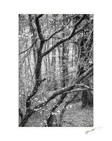 Clogrennane Wood.