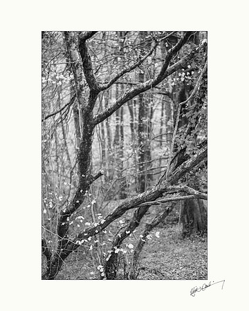 Clogrennane Wood.