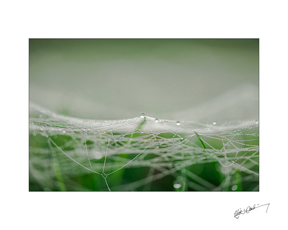 Morning Dewdrop 5