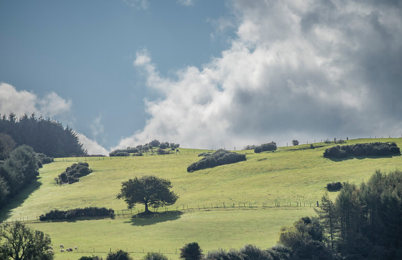Near Parkbridge County Carlow.