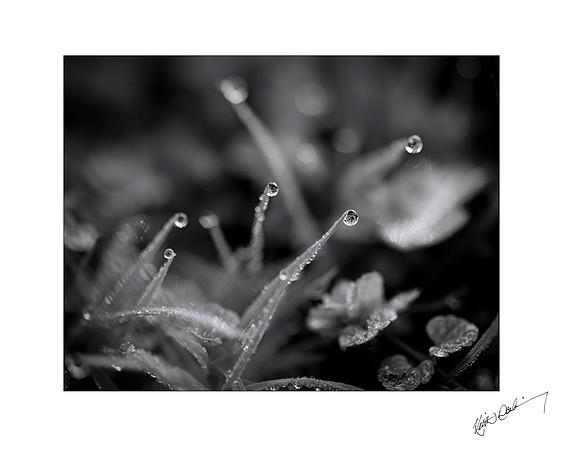 Morning Dewdrop 14