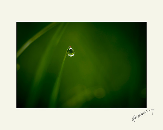 Morning Dewdrop 12