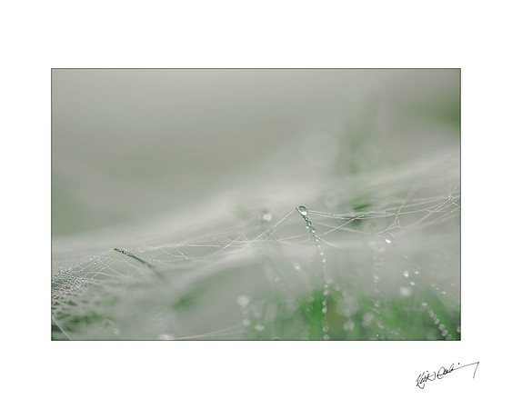Morning Dewdrop 8