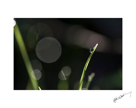 Morning Dewdrop 3
