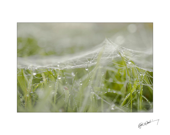 Morning Dewdrop 6