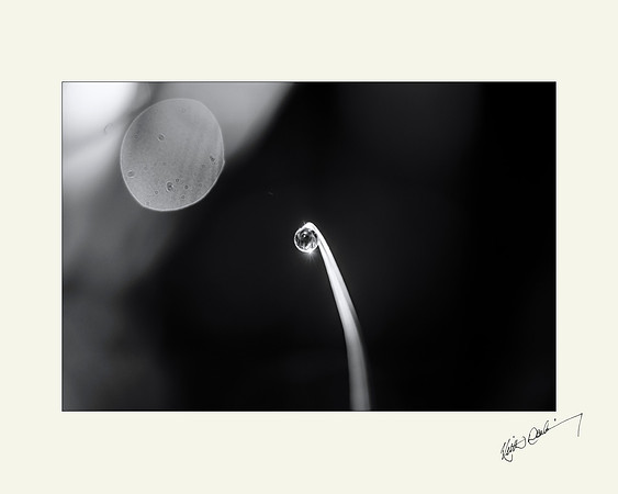 Morning Dewdrop 4