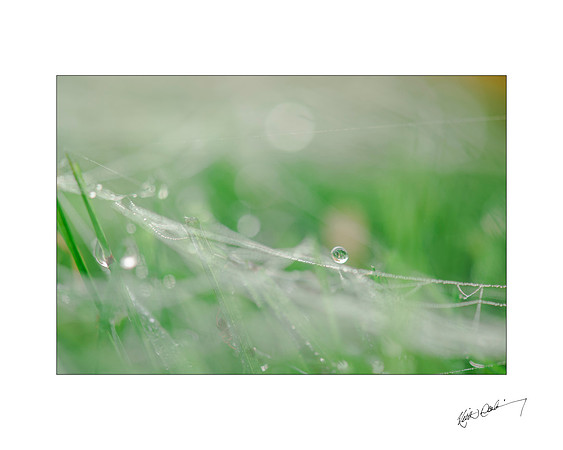 Morning Dewdrop 7