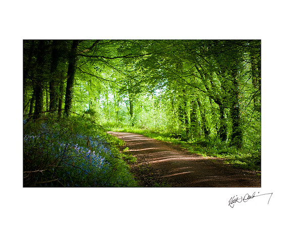 Clogreanne Wood County Carlow.