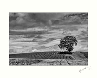 Tree and Crops on Kilkenny Road near Carlow. 20x16 OR 10x8.