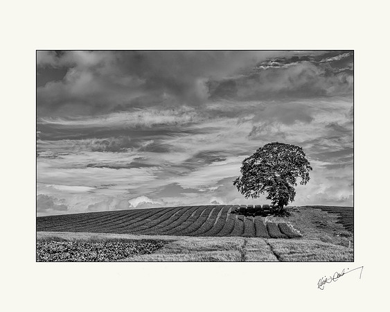 Tree and Crops on Kilkenny Road near Carlow. 20x16 OR 10x8.