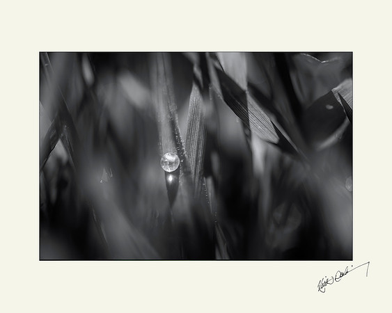 Morning Dewdrop 11