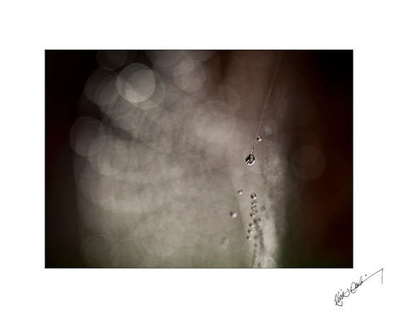 Morning Dewdrop 1
