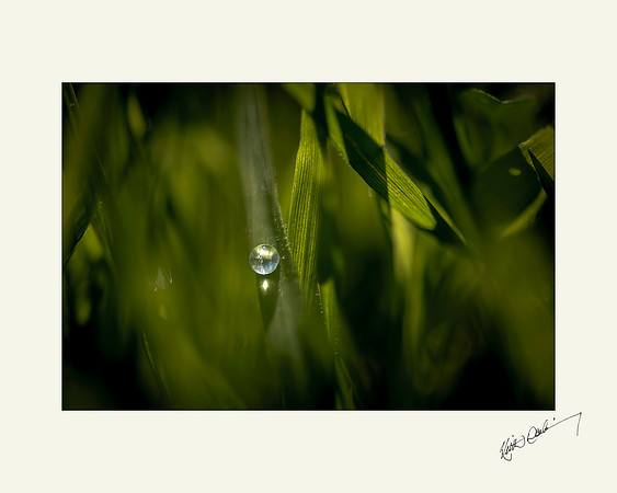 Morning Dewdrop 10