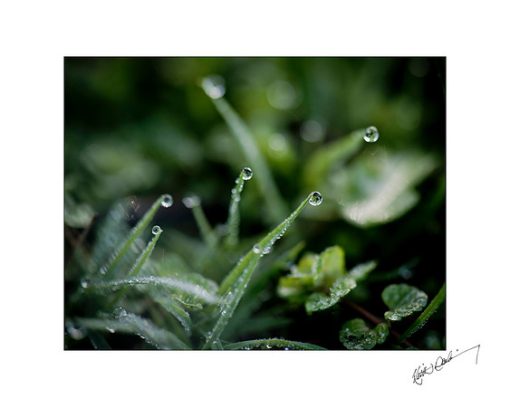 Morning Dewdrop 13