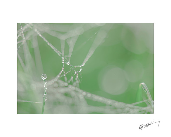 Morning Dewdrop 9