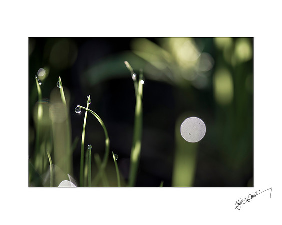 Morning Dewdrop 2