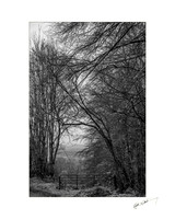 Clogrennane Wood.