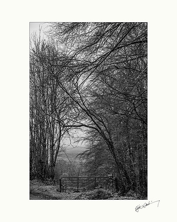 Clogrennane Wood.
